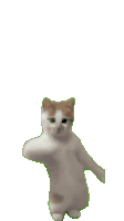 Cat1