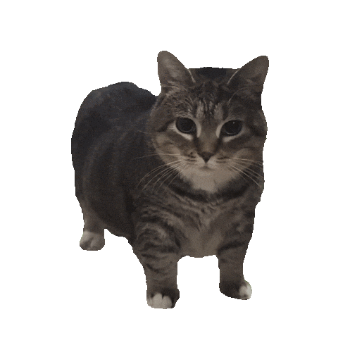 Cat2