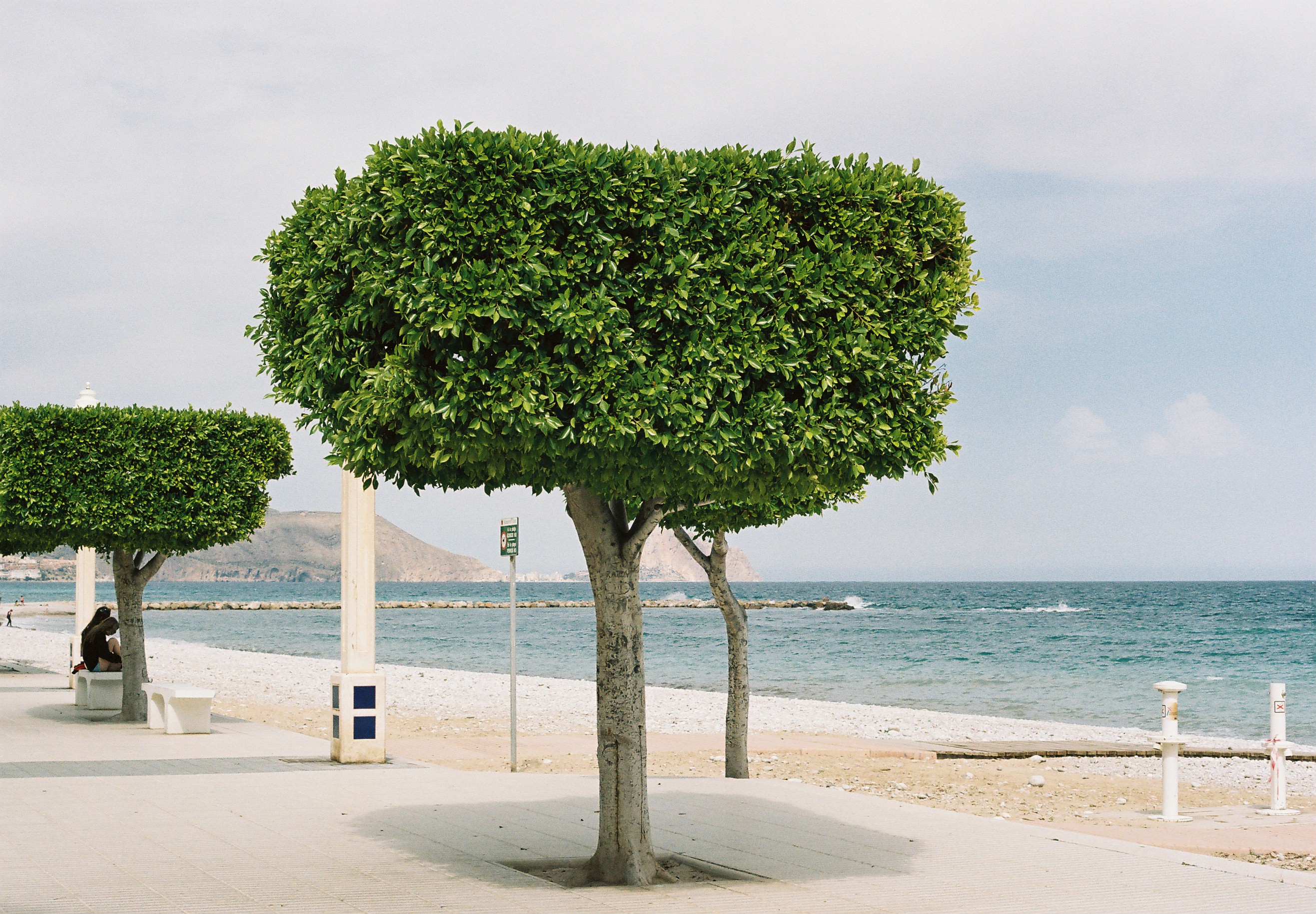 Arbol en Altea