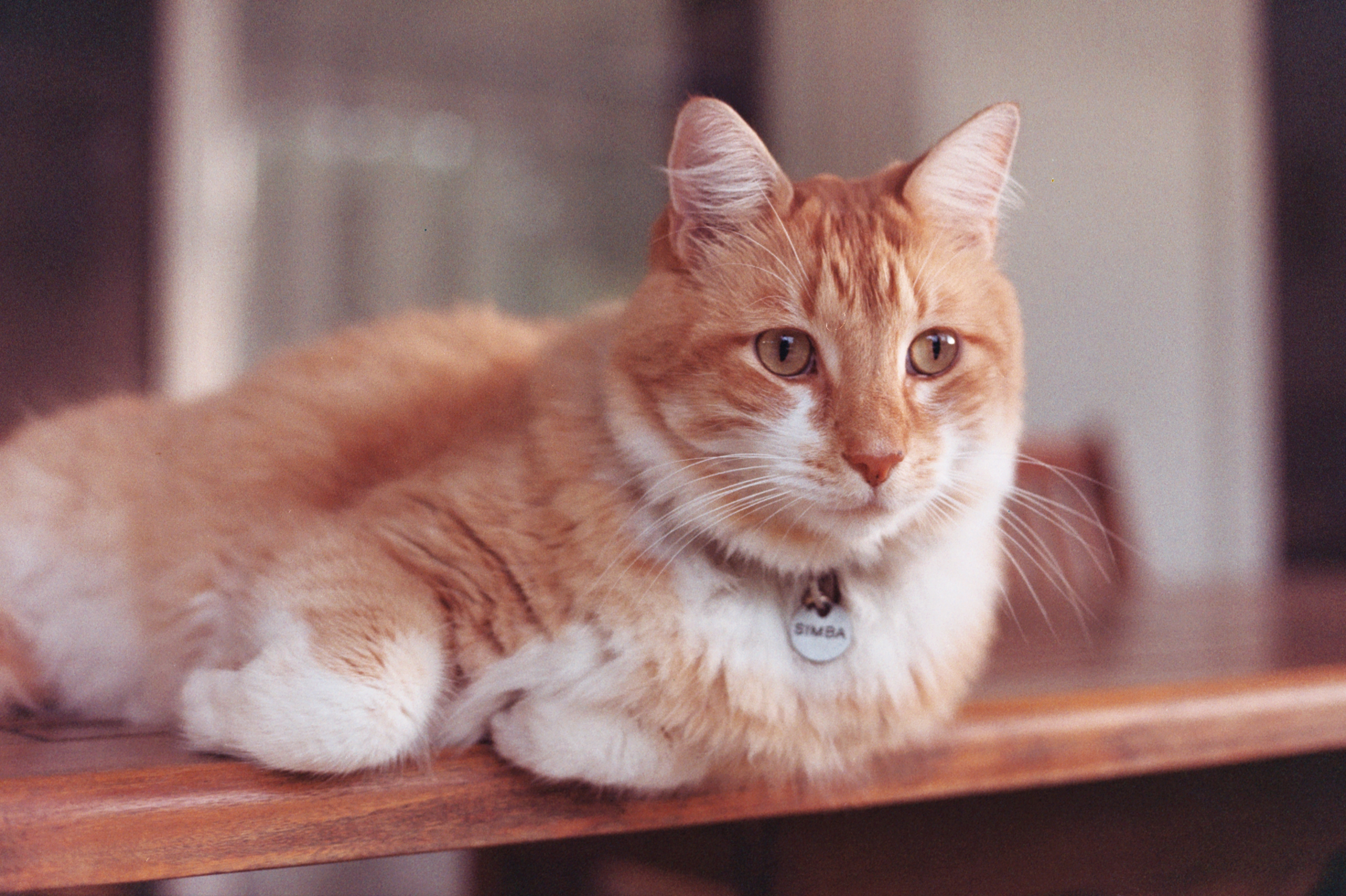 Simba